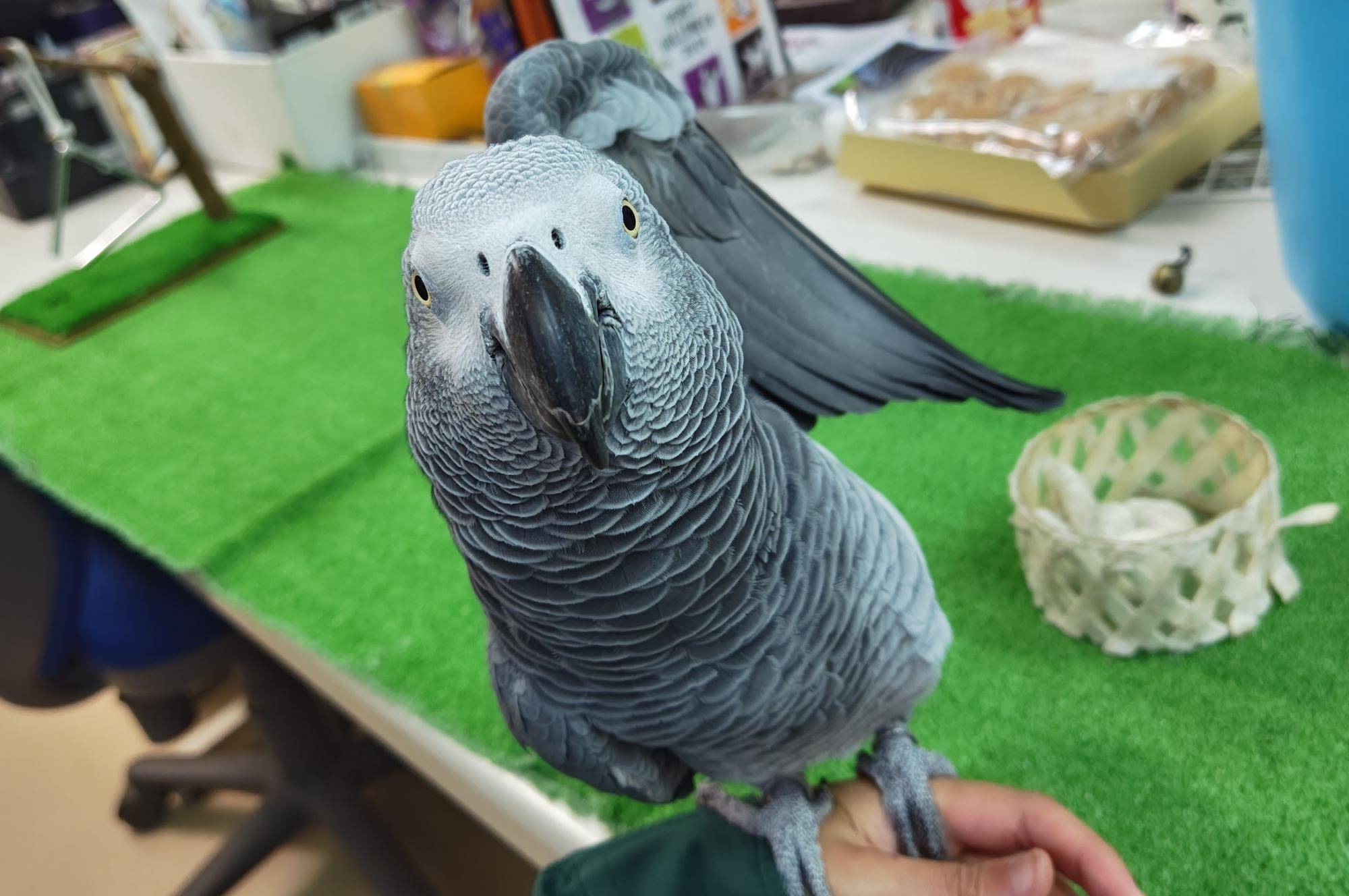 ヨウム テルのこだわりの写真