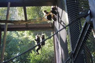 シシオザルの11月