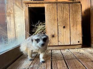 ミーアキャットブログ　ひとり暮らし