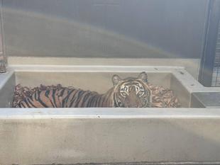 こんなところにも落ち葉を.........。