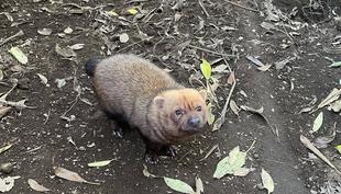 ヤブイヌ通信 2024年もありがとうございました!