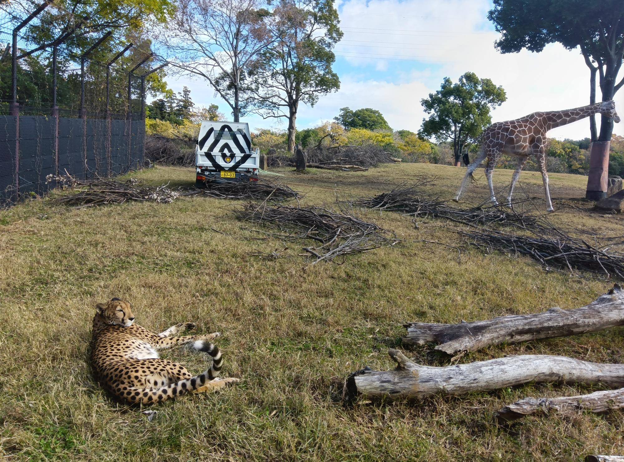 チーターの朝のルーティンの写真