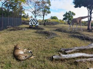 チーターの朝のルーティン