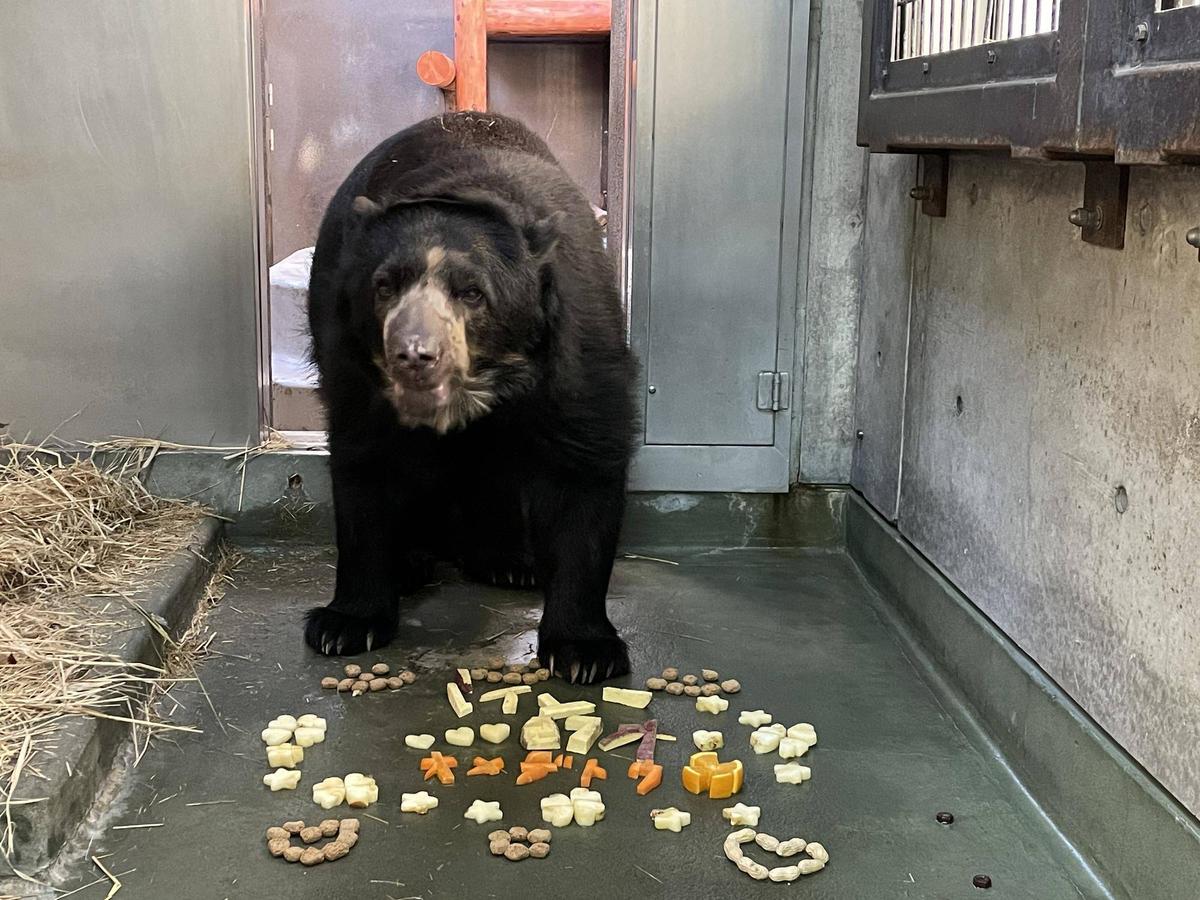 メガネ通信 ルイス27歳！🎂|飼育日誌｜ブログ|よこはま動物園