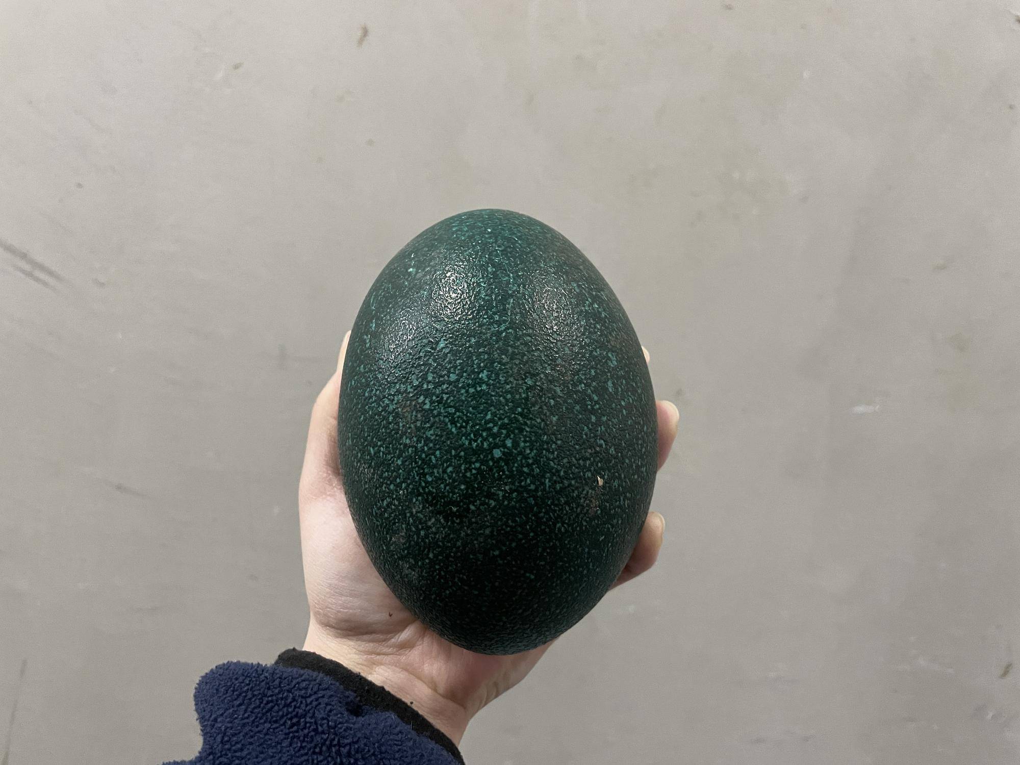 エミューの卵、見たことありますか?🥚の写真