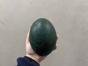 エミューの卵、見たことありますか？🥚