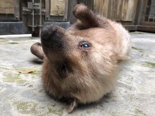 ハンナ安らかに。