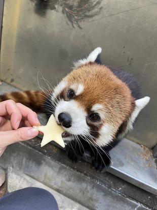 レッサーパンダの年末年始