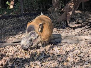 落ち葉で遊ぶアカカワイノシシ part2