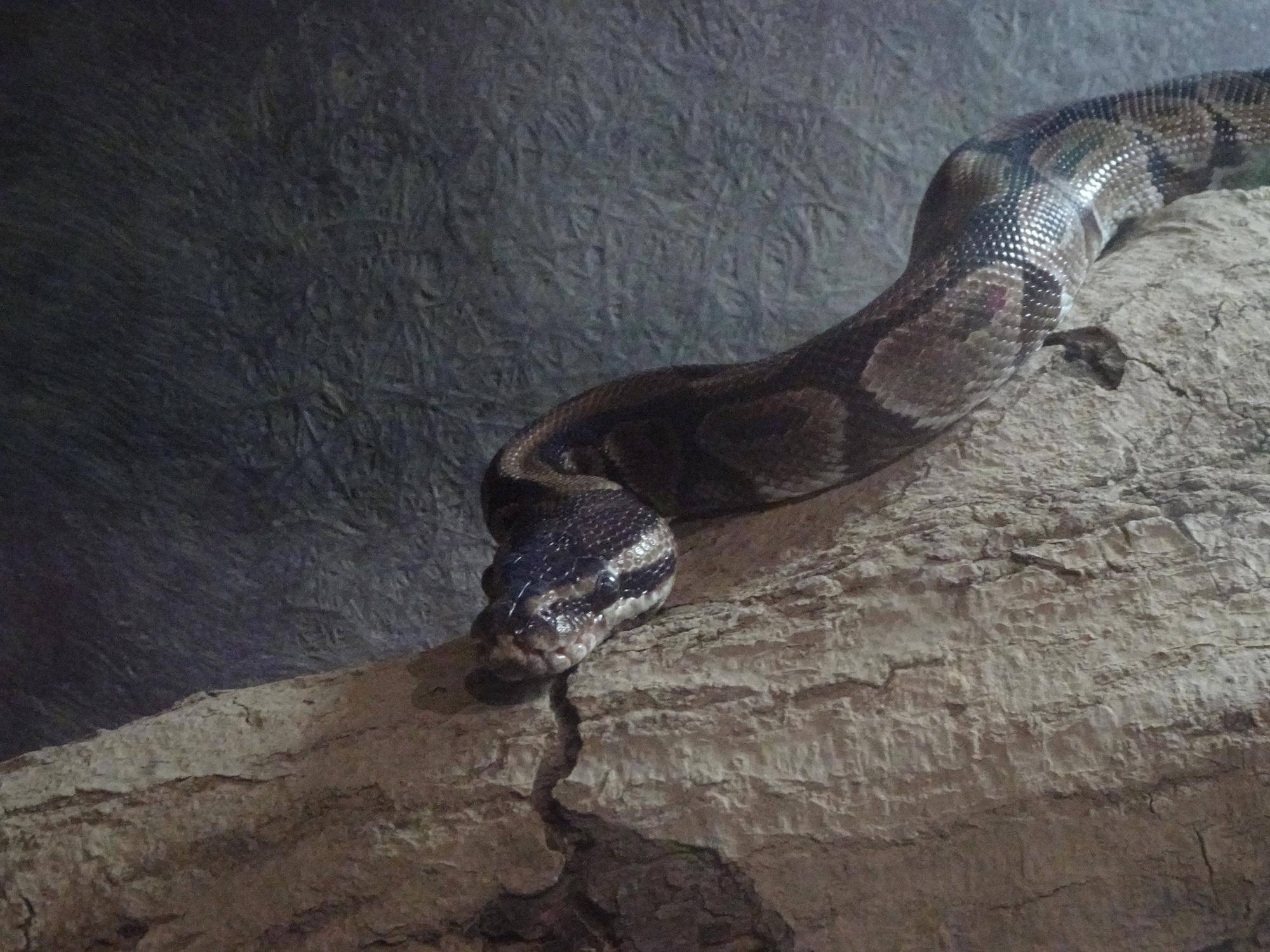 🐍ブログで干支展🐍の写真