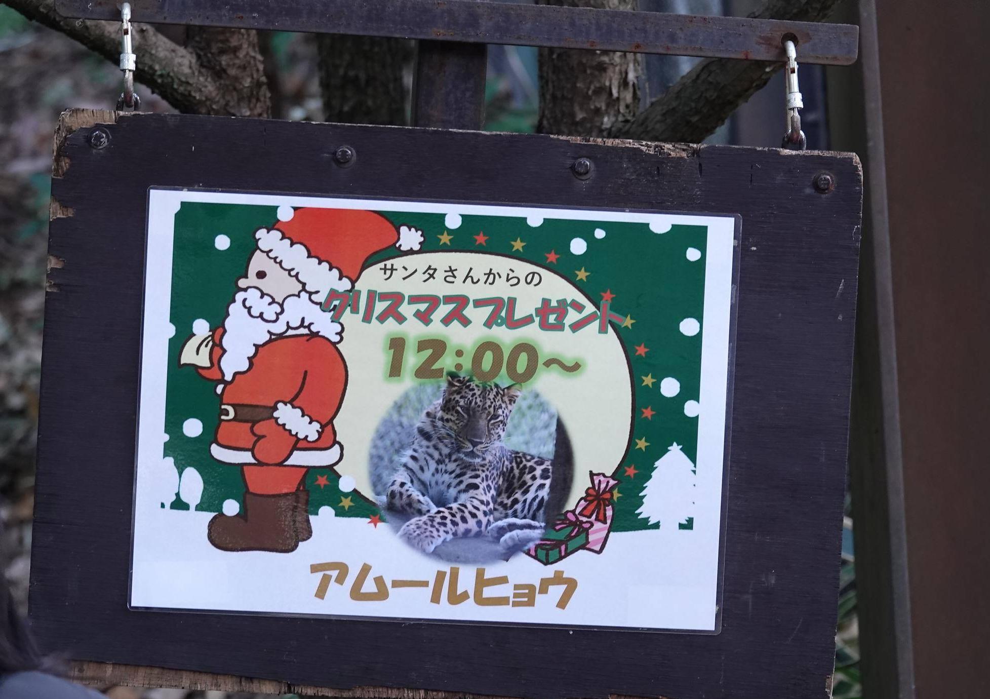 アムールヒョウのクリスマスガイドの写真