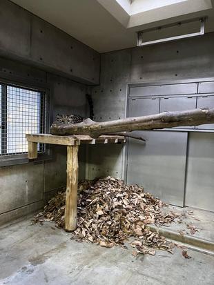 アムールヒョウの冬支度