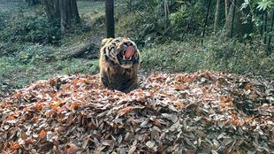 スマトラトラと担当者の仁義なき戦い。