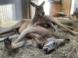 くっつきたい季節?