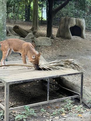 ドールへのおもちゃ☆*+。