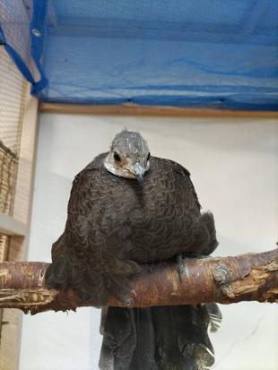 ハイイロコクジャクがやってきました!