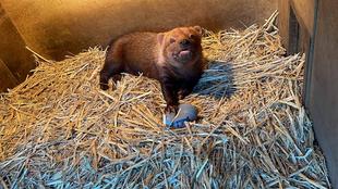 ヤブイヌ通信 \YABU YABU/