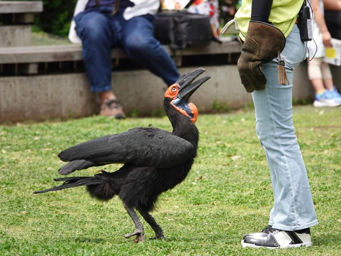 ⑤バードショー.jpg