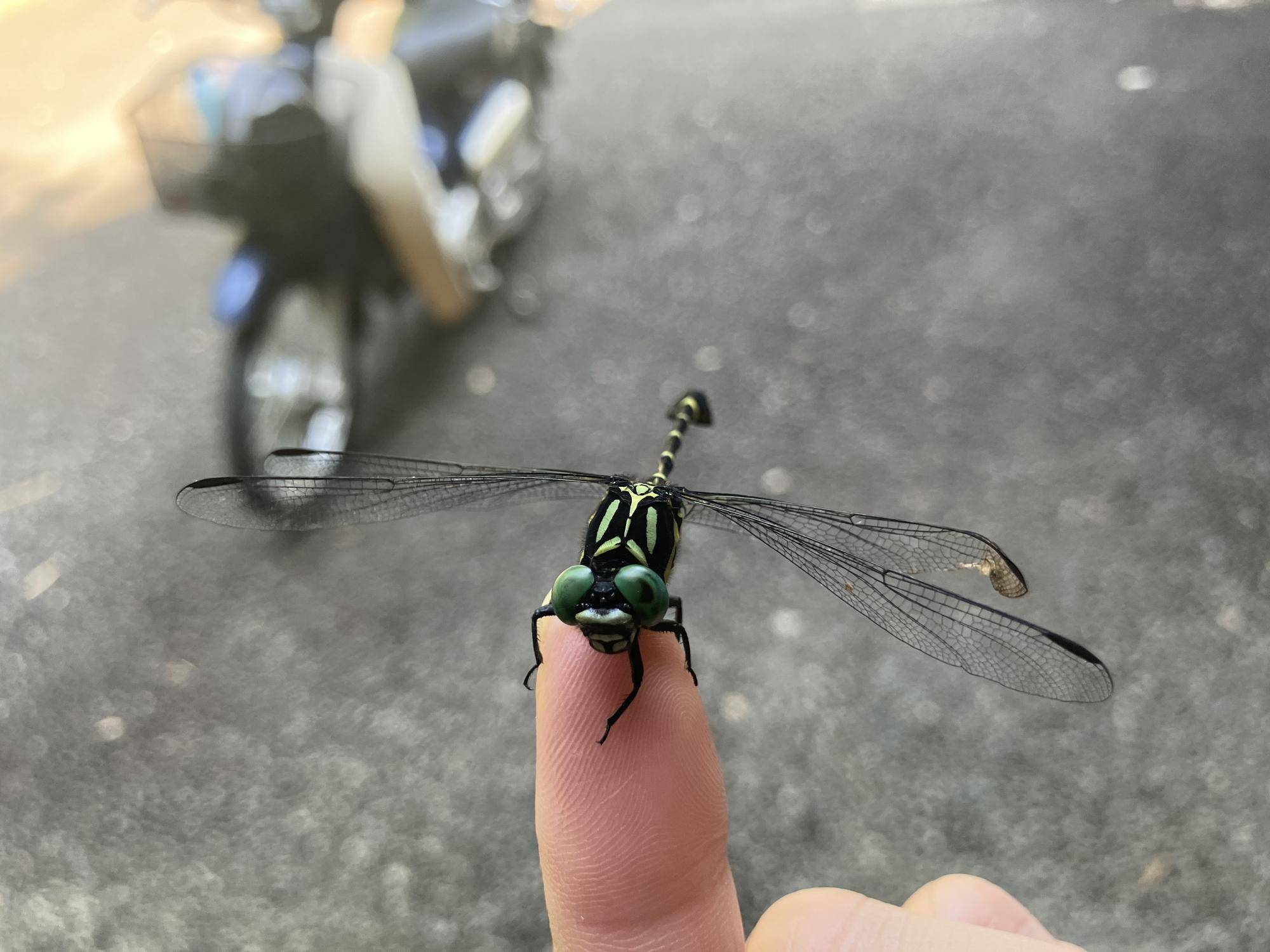 ご新規さんいらっしゃいの写真