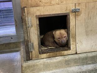 ヤブイヌ通信 奥に進めなくて・・・