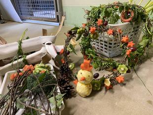 🎄チンパンジーのクリスマス🎄