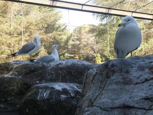 戻って来た海鳥たち