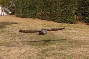 ワシミミズク　紹介します！