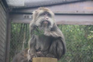 ワカメ、ありがとう