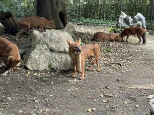 ドールへのおもちゃ(更に過去編)☆*+。