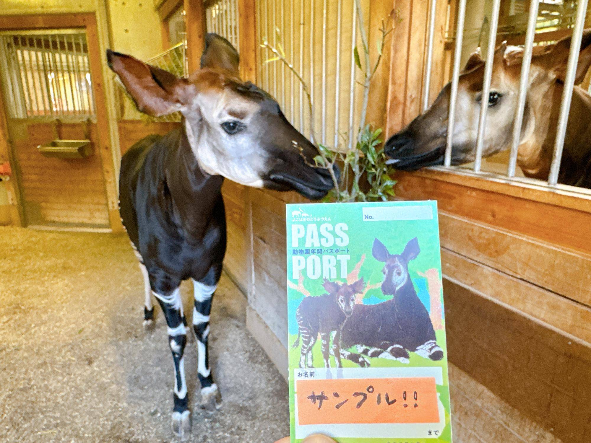 2025年の年間パスポートデザインが完成しました♪の写真