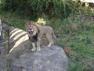 🎄ライオンたちのクリスマス🎄