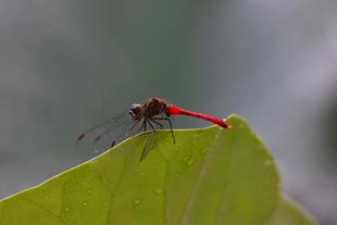 今年最後のトンボ