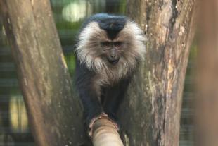 シシオザルの12月+シシオザルの2024年