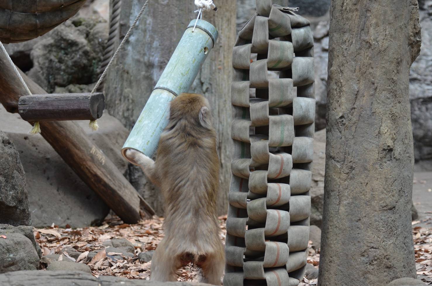 ニホンザルのお正月🎍の写真