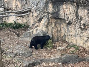 メガネ通信　メガネグマのベッド