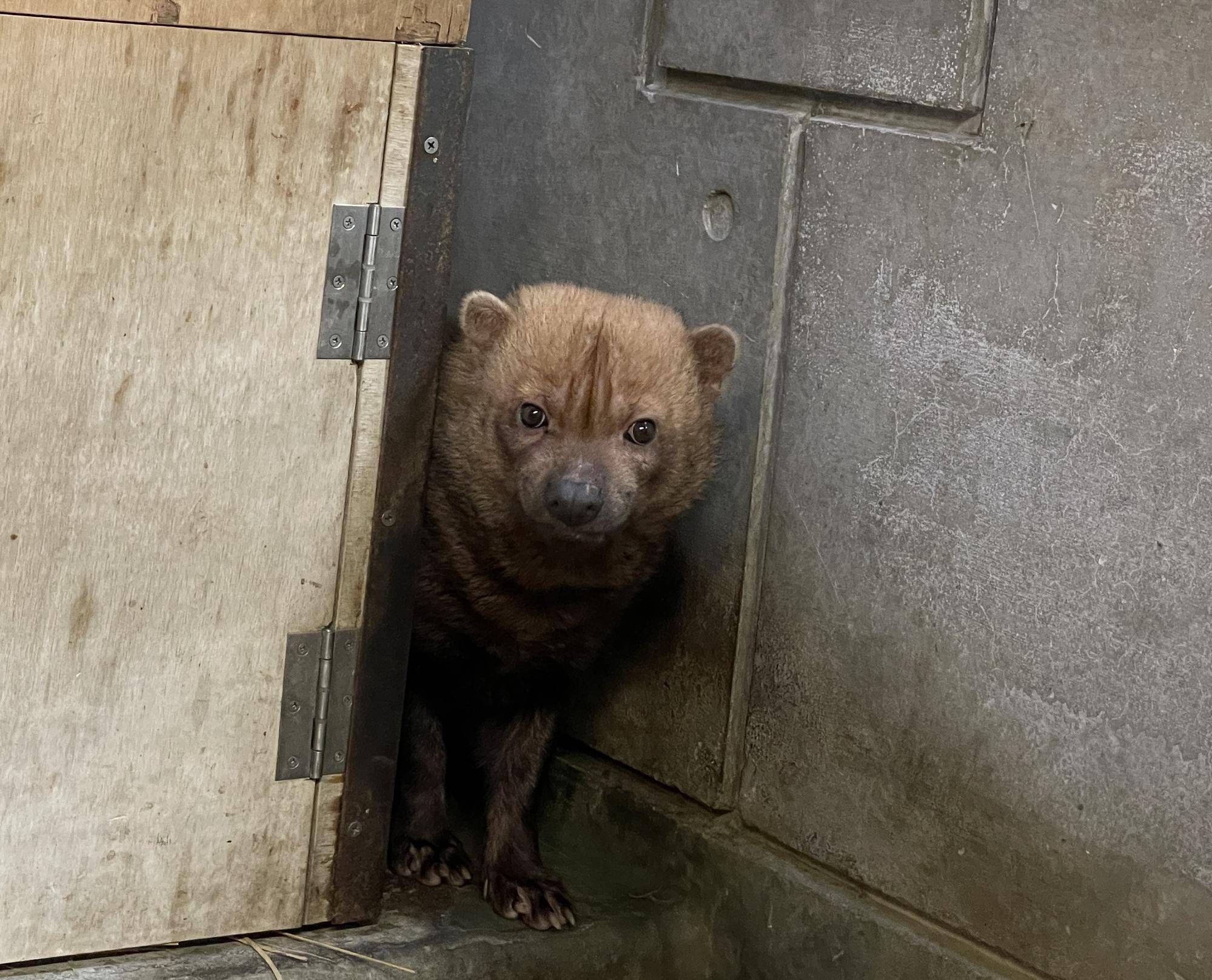ヤブイヌ通信 角刈りのあの子の写真