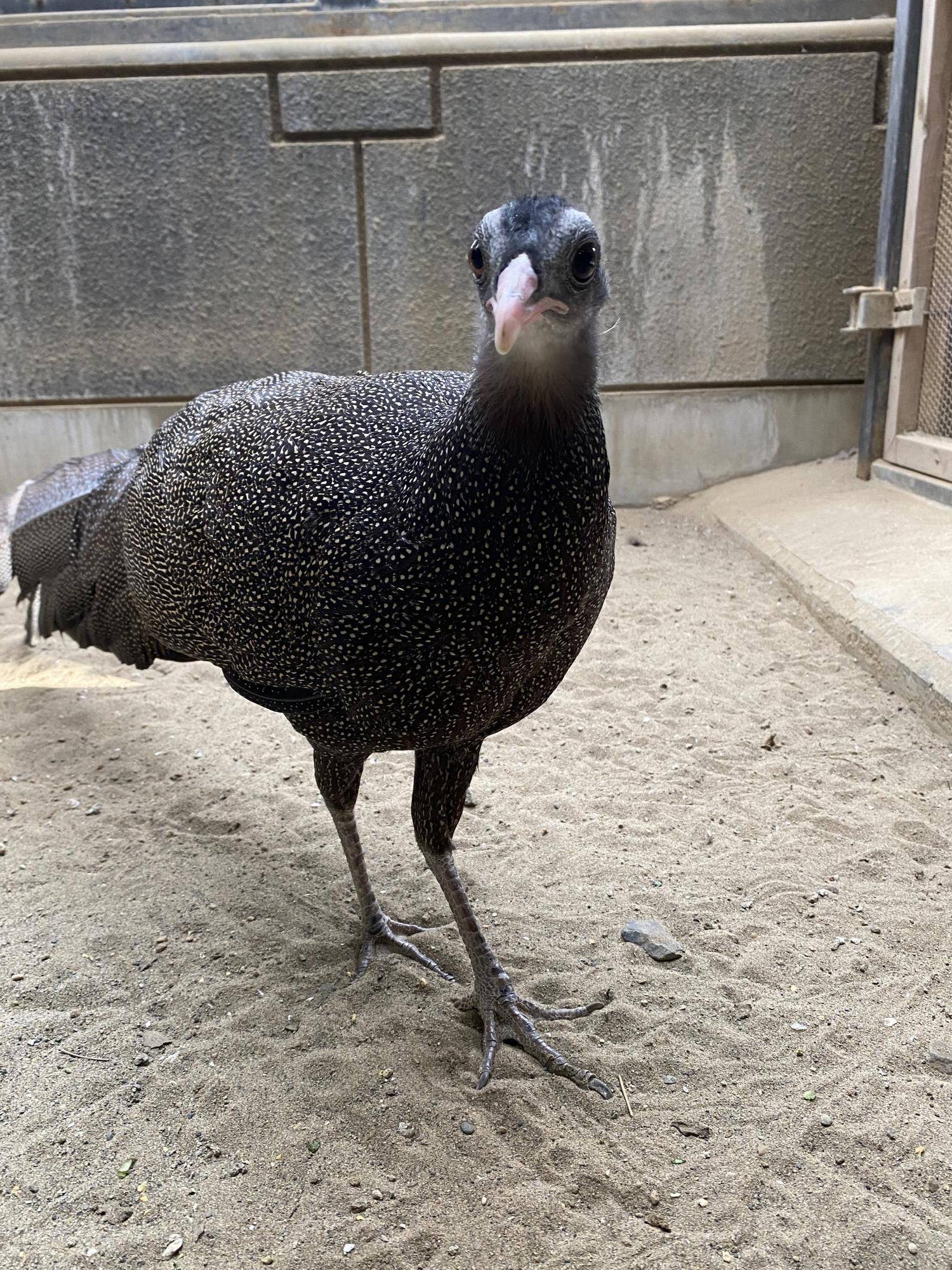 あのヒナは?の写真