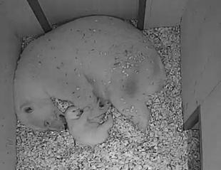 ゴーゴとイッちゃんと赤ちゃんの最近