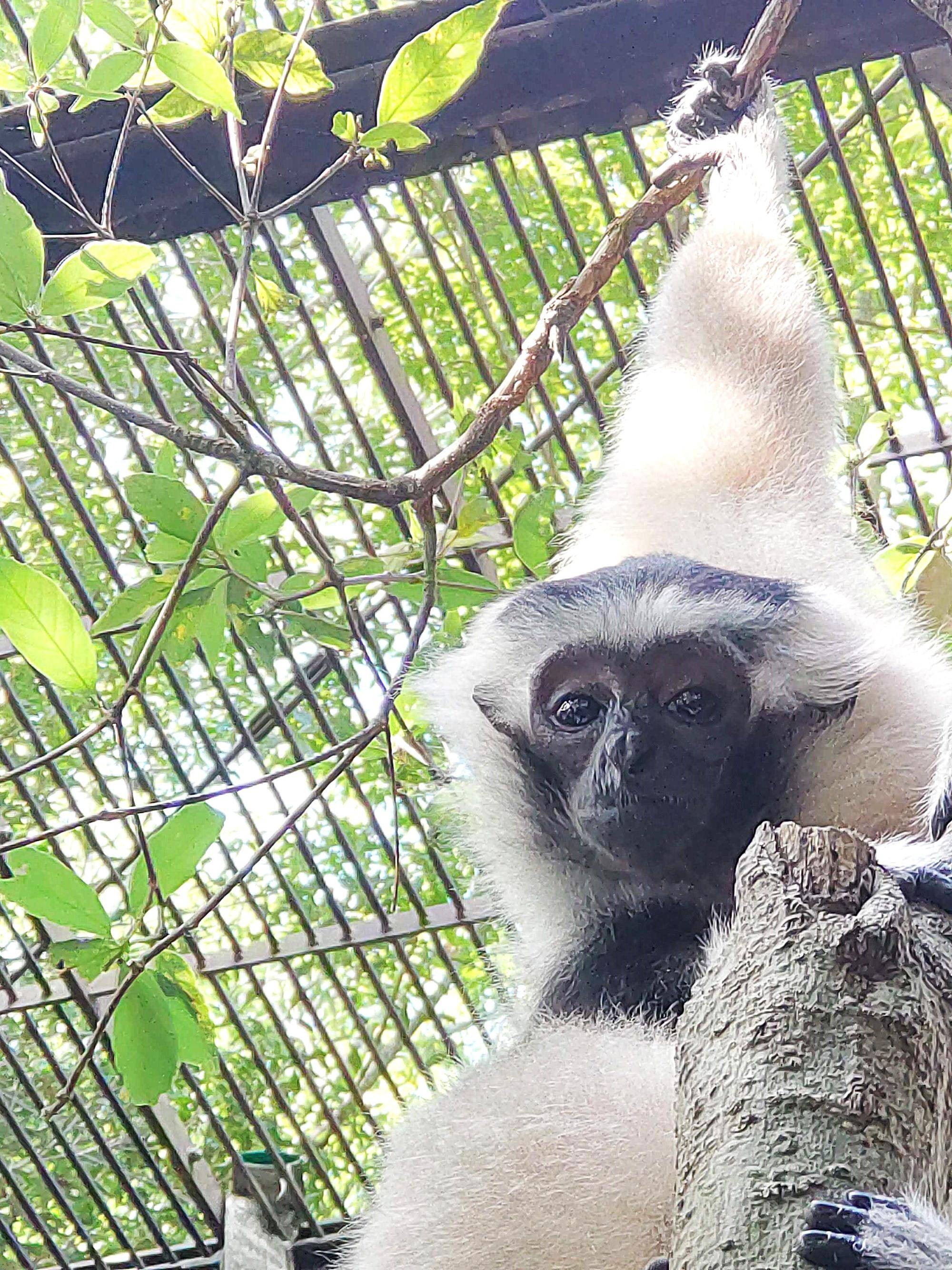 ボウシテナガザルのプロイ、4歳になりました!の写真