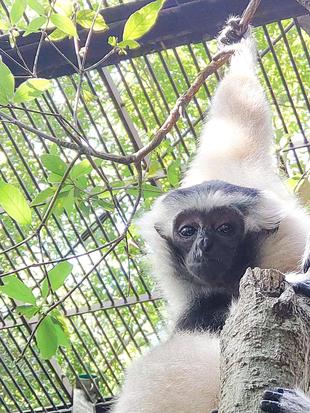 ボウシテナガザルのプロイ、4歳になりました！