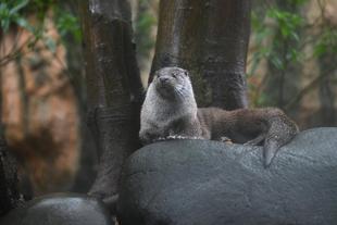 リヴについてのお知らせ