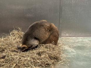 オグロワラビーのお引越し生活⑧