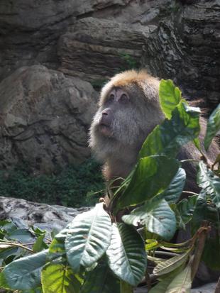 ワカメに感謝を込めて