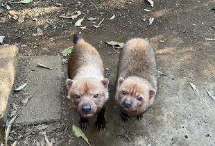 ヤブイヌ通信　ニューイヤブ。