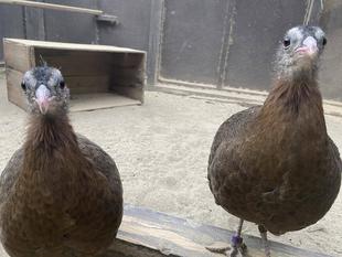 ～年末年始のカンムリセイランたち～