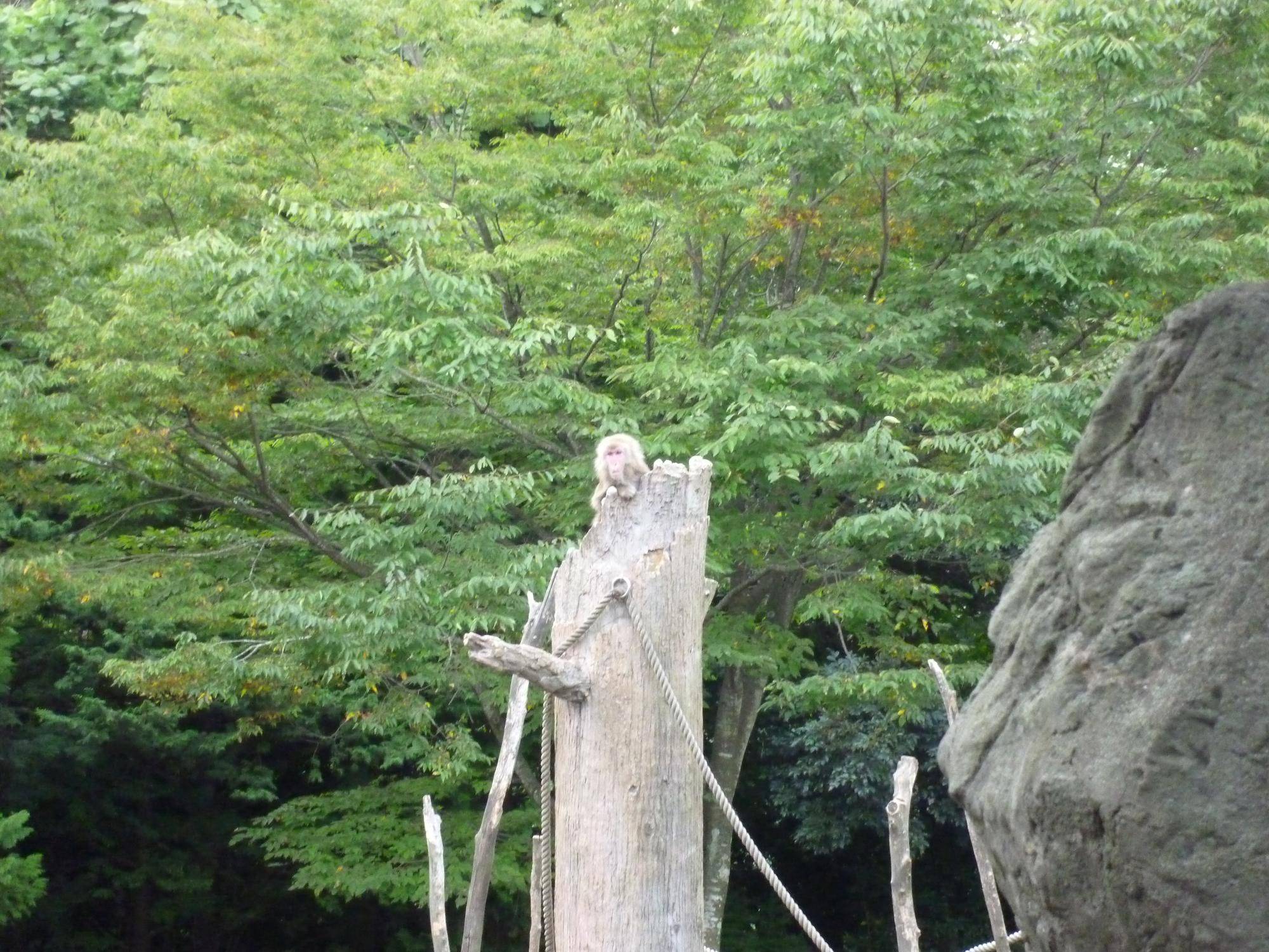 ニホンザルのお知らせの写真