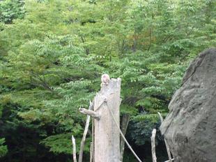 ニホンザルのお知らせ