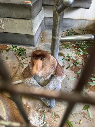 テングザルのゲンキの目☆*+。