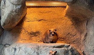 ハイラックスと担当者のお正月⛄