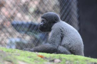 カモミール、ありがとう